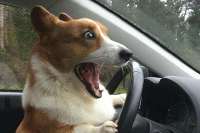 实用！论车灯的正确选择及远光狗的正确应对方法！