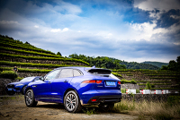 SUV能有多狂野？SUV能有多敏捷？那你得看这只豹子...