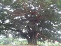 十款中国车来拜年，2019年立个flag买好车！越过越旺！