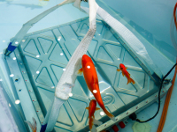 水电竟相容？广汽传祺电池浸泡极限测试！