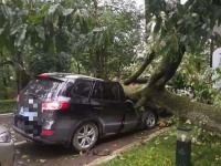 大风挂倒了树,树砸了车,谁赔?